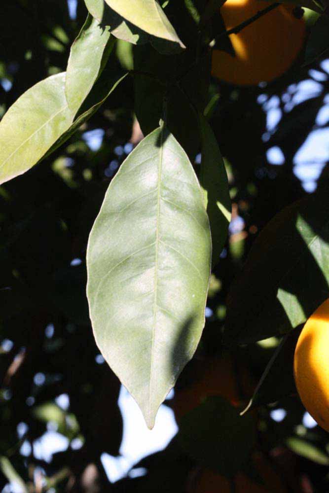              Unifoliolate leaf (Palmer, Riverside, CA)       